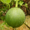 Gourd, Snake (Trichosanthes kirilowii) seeds, organic