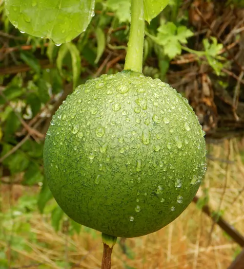Gourd, Snake (Trichosanthes kirilowii) seeds, organic