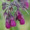 Comfrey, True (Symphytum officinale var patens), packet of 20 seeds, organic - Image 7