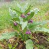 Comfrey, True (Symphytum officinale var patens), packet of 20 seeds, organic - Image 8