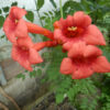 Trumpet Vine, Red (Campsis radicans), packet of 20 seeds