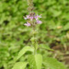 Tulsi, Temperate -- Holy Basil (Ocimum africanum) potted plant, organic - Image 3