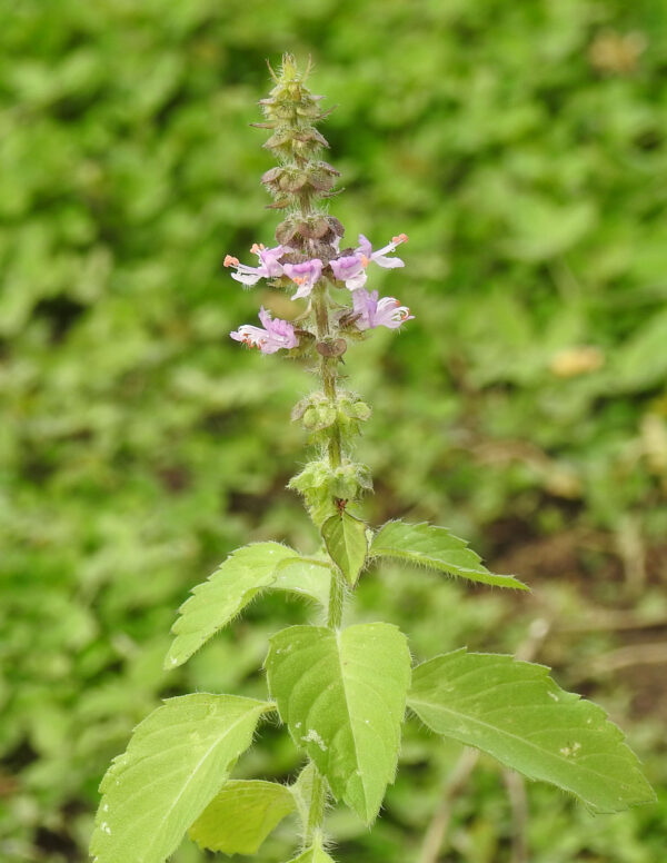 Tulsi, Temperate -- Holy Basil (Ocimum africanum) seeds, organic - Image 7