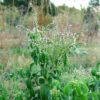 Tulsi, Vana -- Holy Basil (Ocimum gratissimum) seeds, Organic
