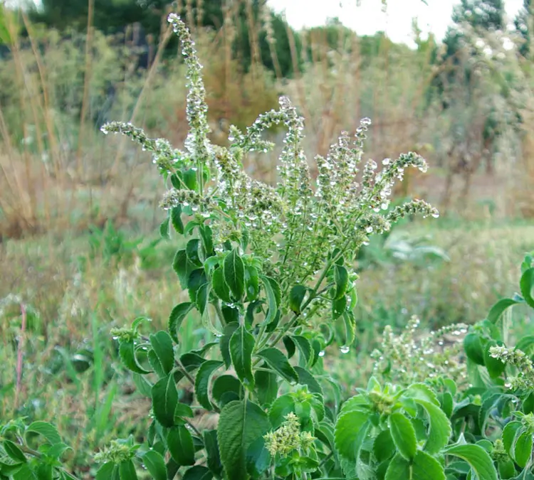 Tulsi, Vana -- Holy Basil (Ocimum gratissimum) seeds, Organic