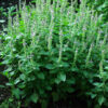Tulsi, Temperate -- Holy Basil (Ocimum africanum) seeds, organic - Image 5