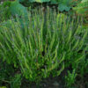 Tulsi, Temperate -- Holy Basil (Ocimum africanum) seeds, organic - Image 6