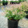 Tulsi, Rama--Rama Tulsi, Holy Basil (Ocimum tenuiflorum) potted plant, organic