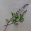 Ayurvedic Medicinal Herb Seed Collection (7 packets): Bodhi Tree; Andrographis; Ashwagandha, Vedic; Eclipta, Lemongrass; Spilanthes, Brede Mafane; Tulsi, Rama - Image 7