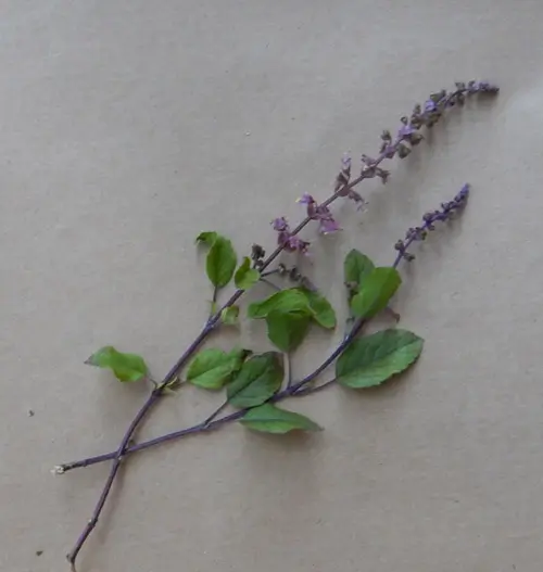 Ayurvedic Medicinal Herb Seed Collection (7 packets): Bodhi Tree; Andrographis; Ashwagandha, Vedic; Eclipta, Lemongrass; Spilanthes, Brede Mafane; Tulsi, Rama - Image 7