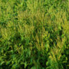 Tulsi, Vana -- Holy Basil (Ocimum gratissimum) seeds, Organic - Image 2