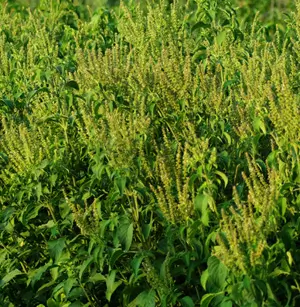 Tulsi, Vana -- Holy Basil (Ocimum gratissimum) seeds, Organic - Image 2