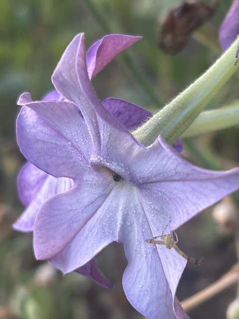 Tobacco, Azteca (Nicotiana alata) packet of 200 seeds - Image 8