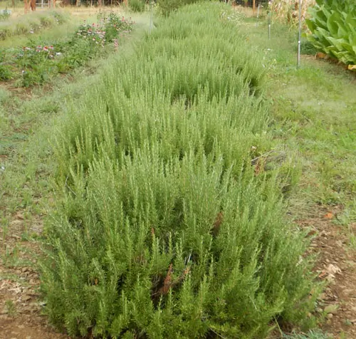 Rosemary, Upright (Rosmarinus officinalis), packet of 30 seeds, organic