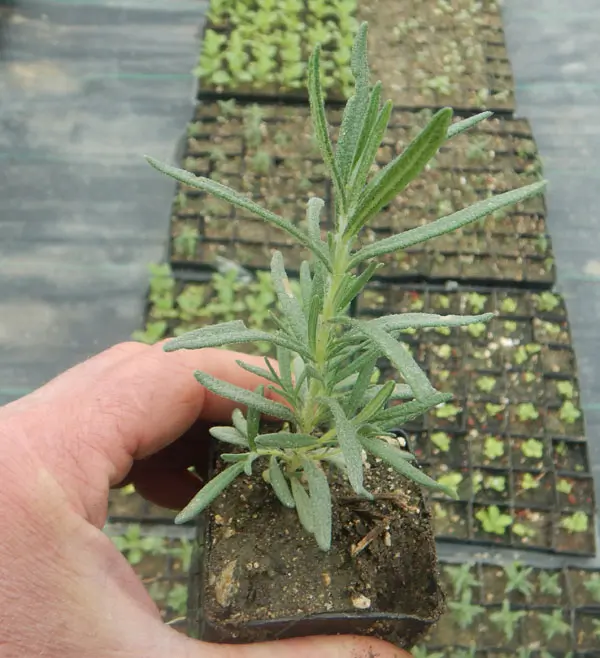 Rosemary, Upright (Rosmarinus officinalis) potted plant, organic