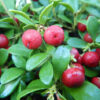 Uva Ursi (Arctostaphylos uva-ursi), packet of 20 seeds - Image 2