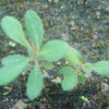 Uva Ursi (Arctostaphylos uva-ursi), packet of 20 seeds - Image 7