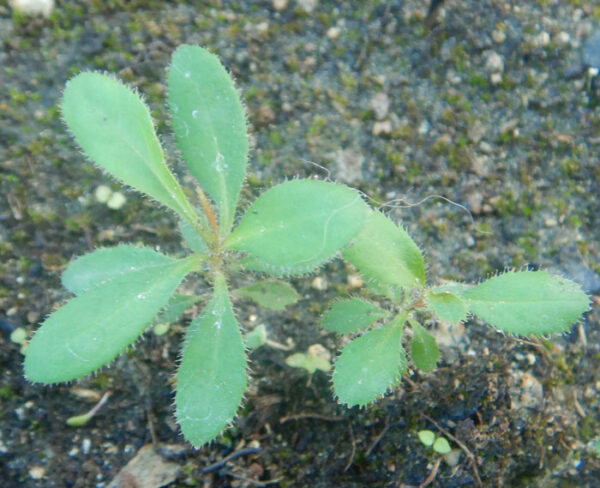 Uva Ursi (Arctostaphylos uva-ursi), packet of 20 seeds - Image 7