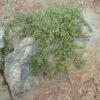 Uva Ursi (Arctostaphylos uva-ursi), packet of 20 seeds - Image 5