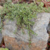 Uva Ursi (Arctostaphylos uva-ursi), packet of 20 seeds - Image 4
