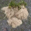 Valerian, Official (Valeriana officinalis) seeds, organic - Image 5