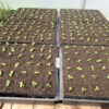Tulsi, Vana -- Holy Basil (Ocimum gratissimum) seeds, Organic - Image 4