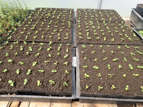 Tulsi, Vana -- Holy Basil (Ocimum gratissimum) seeds, Organic - Image 4