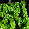 Tulsi, Vana -- Holy Basil (Ocimum gratissimum) seeds, Organic - Image 3