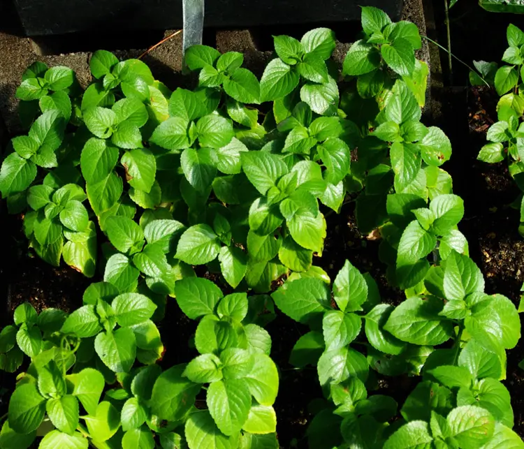 Tulsi, Vana -- Holy Basil (Ocimum gratissimum) seeds, Organic - Image 3