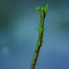 Tulsi, Vana -- Holy Basil (Ocimum gratissimum) seeds, Organic - Image 5