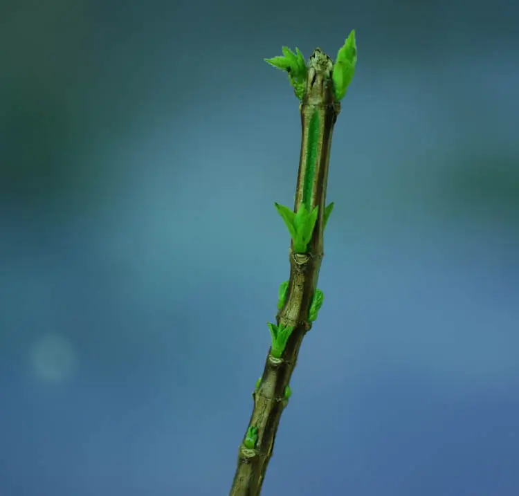 Tulsi, Vana -- Holy Basil (Ocimum gratissimum) seeds, Organic - Image 5