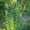 Culvers Root (Veronicastrum virginicum), packet of 100 seeds, organic