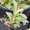 Vervain, Blue (Verbena hastata) potted plant, organic