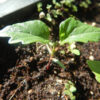Cramp Bark (Viburnum opulus), packet of 10 seeds, Organic - Image 4