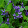 Violet, Sweet (Viola odorata), packet of 20 seeds, organic - Image 2