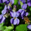 Violet, Sweet (Viola odorata), packet of 20 seeds, organic - Image 3