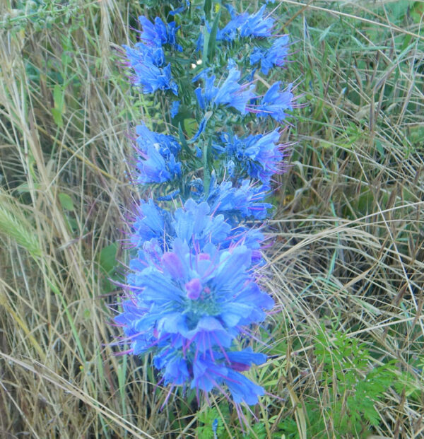 Viper's Bugloss (Echium vulgare) seeds, organic (MT, WA, CANADA no) - Image 6