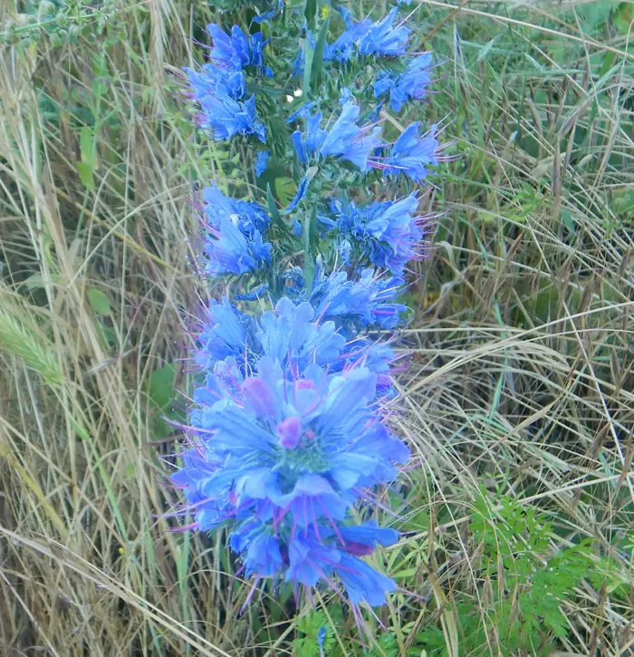 Viper's Bugloss (Echium vulgare) seeds, organic (ID, MT, WA, CANADA no) - Image 6