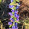 Viper's Bugloss (Echium vulgare) seeds, organic (ID, MT, WA, CANADA no)