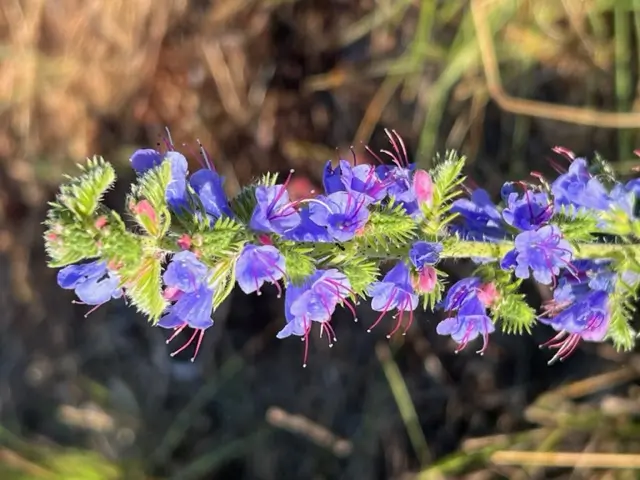 Viper's Bugloss (Echium vulgare) seeds, organic (ID, MT, WA, CANADA no)