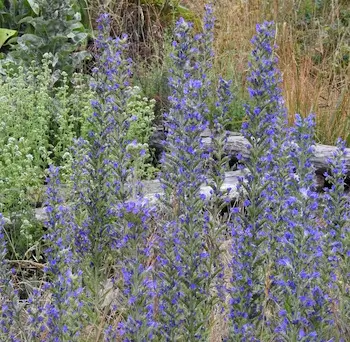 Viper's Bugloss (Echium vulgare) seeds, organic (ID, MT, WA, CANADA no) - Image 2
