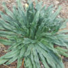 Viper's Bugloss (Echium vulgare) seeds, organic (ID, MT, WA, CANADA no) - Image 5
