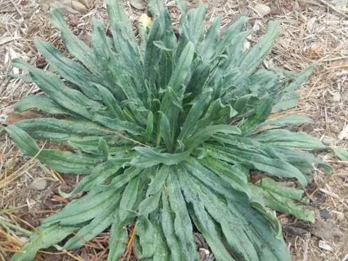 Viper's Bugloss (Echium vulgare) seeds, organic (ID, MT, WA, CANADA no) - Image 5