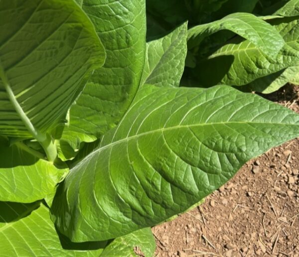 Tobacco, Smoking (Nicotiana tabacum) seeds, organic - Image 7