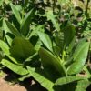 Tobacco, Smoking (Nicotiana tabacum) seeds, organic