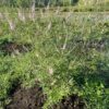 Chaste Tree (Vitex agnus-castus) tree in a 9-inch pot, organic - Image 5