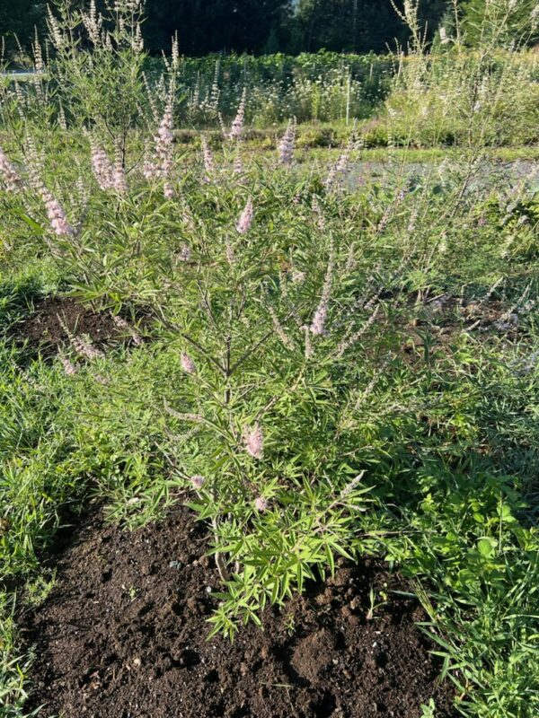 Chaste Tree (Vitex agnus-castus) tree in a 9-inch pot, organic - Image 5