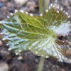 Wasabi (Wasabia japonica) potted plant, organic - Image 3