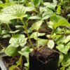 Wasabi (Wasabia japonica) potted plant, organic - Image 2