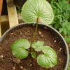Wasabi (Wasabia japonica) potted plant, organic